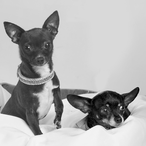 Fundraising Page: Spirit & Dottie Lovell